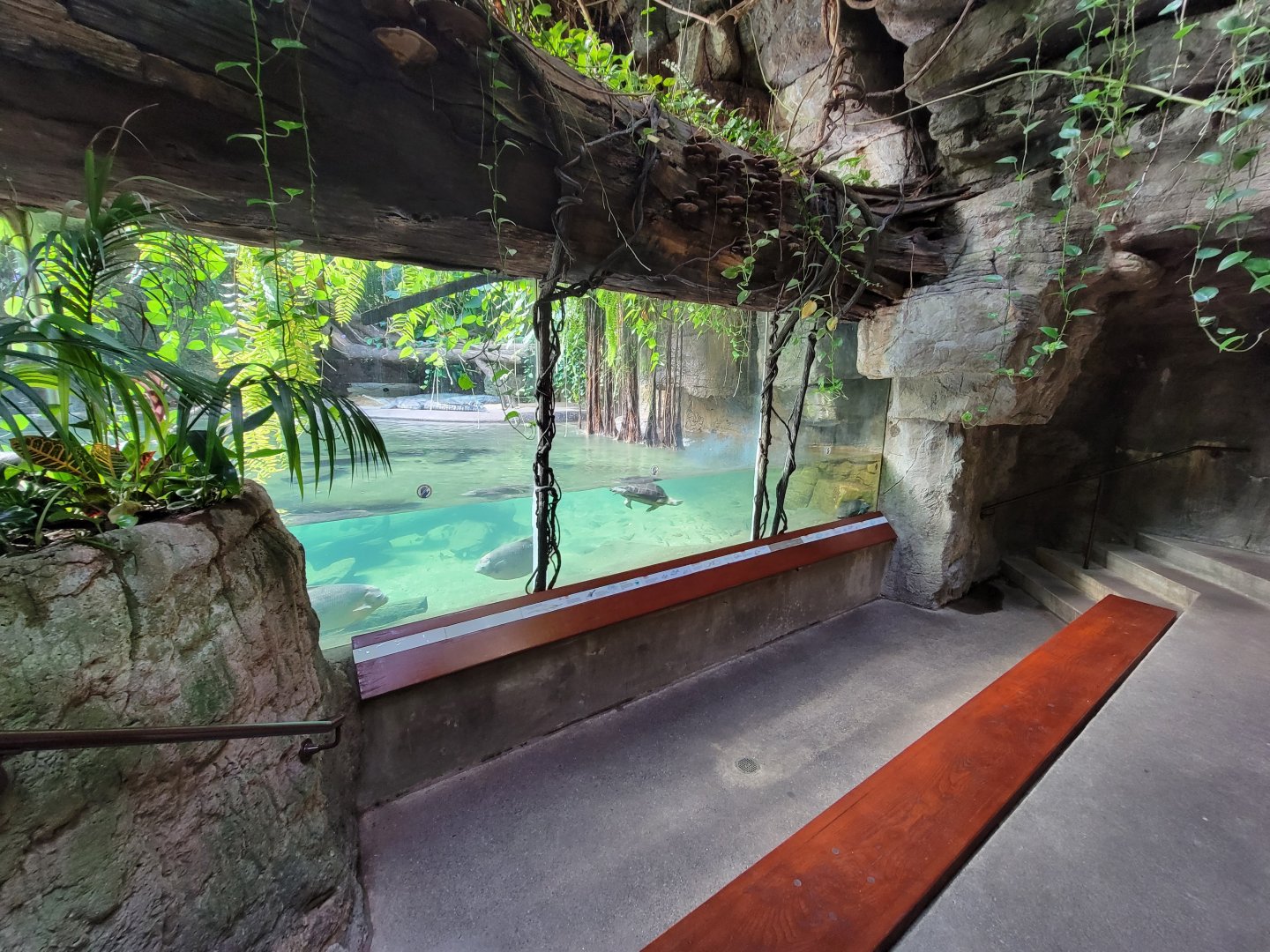 Bronx - JW - Underwater gharial viewing with turtles, fish