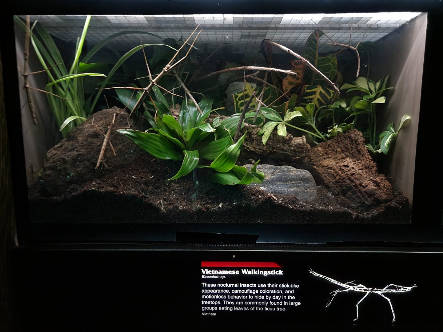 Bronx - JW - Vietnamese walkingstick species