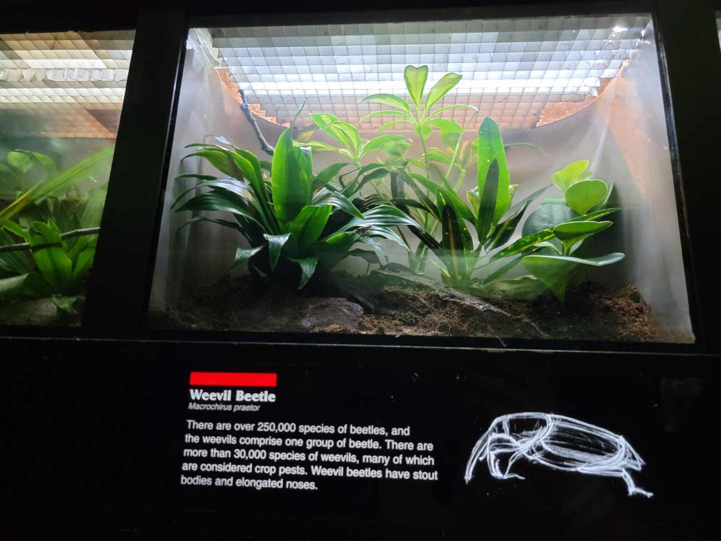 Bronx - JW - Weevil Beetle