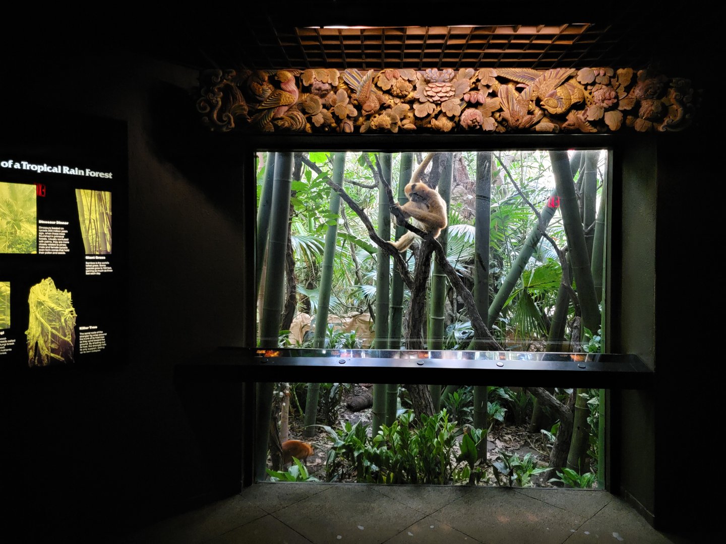 Bronx - JW - White-cheeked Gibbon