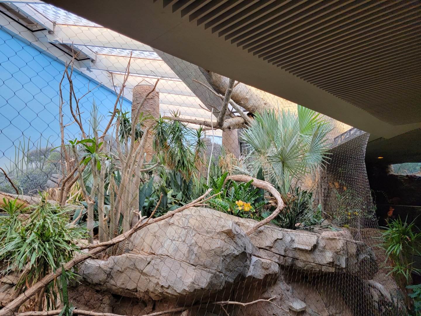 Bronx - Madagascar - Collared lemurs