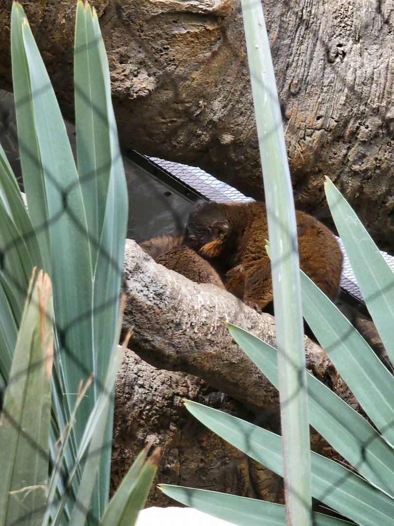 Bronx - Madagascar - Collared lemurs