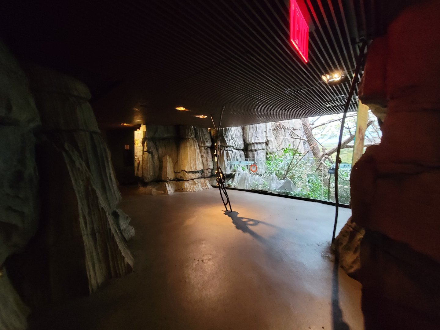 Bronx - Madagascar - Coquerel's sifaka from other end