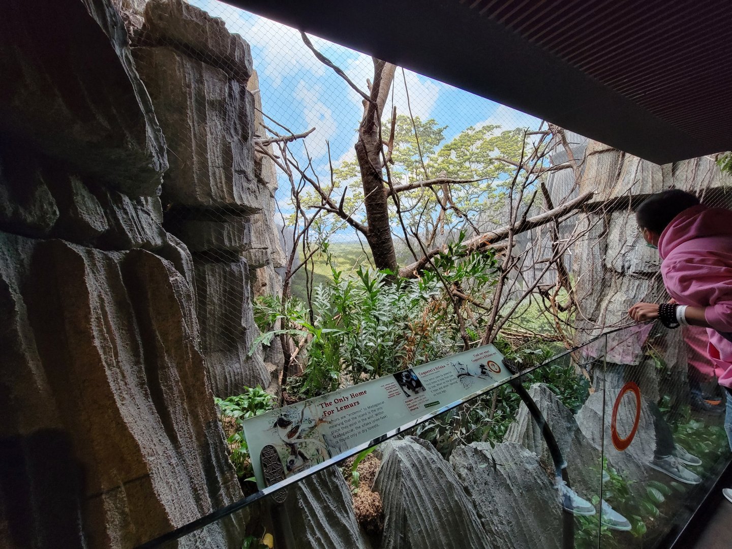 Bronx - Madagascar - Coquerel's sifaka