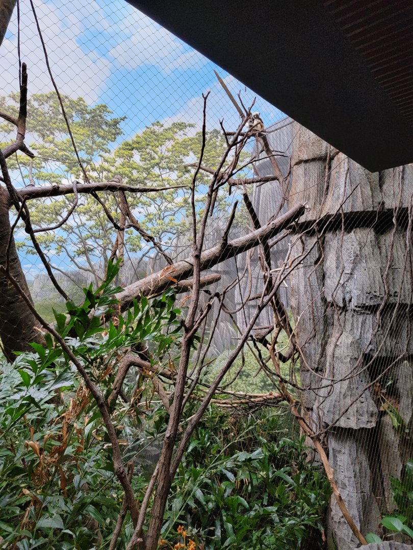 Bronx - Madagascar - Coquerel's sifaka