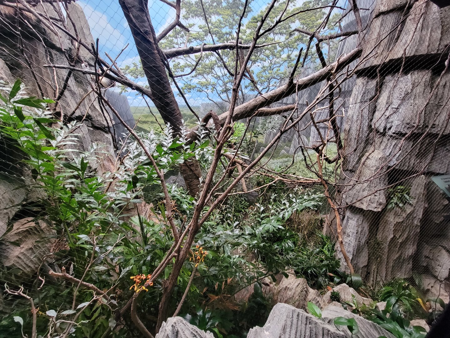 Bronx - Madagascar, Coquerel's sifaka