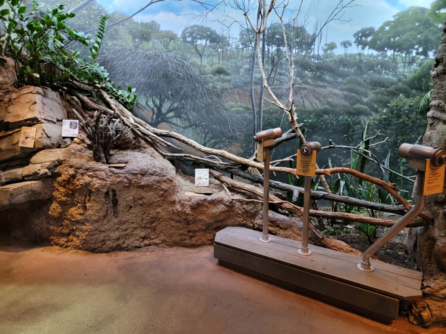 Bronx - Madagascar - Decor