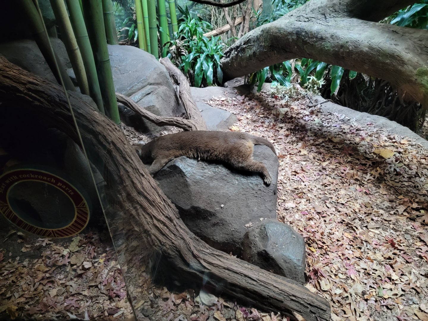 Bronx - Madagascar - Fossa splat