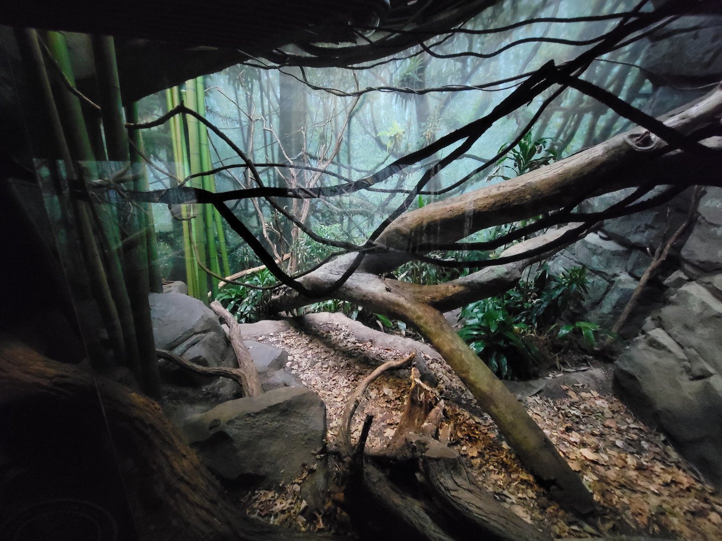 Bronx - Madagascar, Fossa