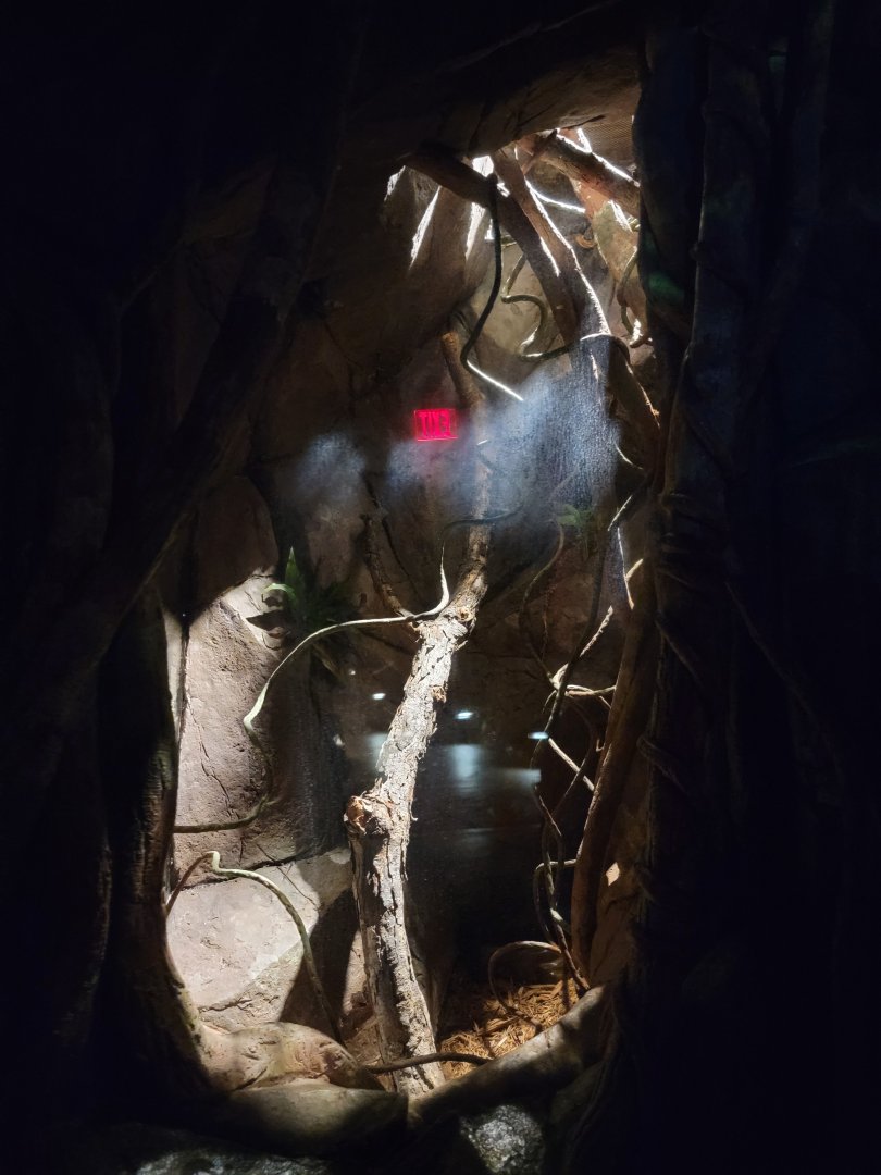 Bronx - Madagascar - Four-striped plated lizard