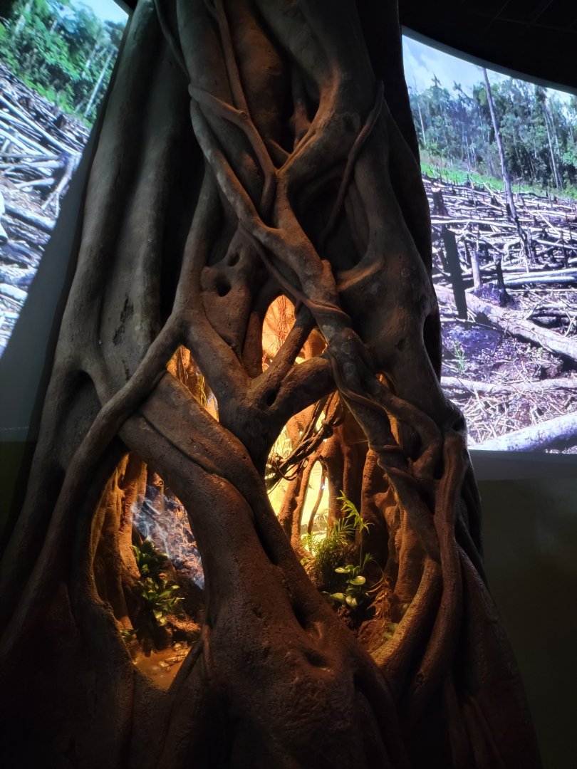 Bronx - Madagascar - Four-striped plated lizard