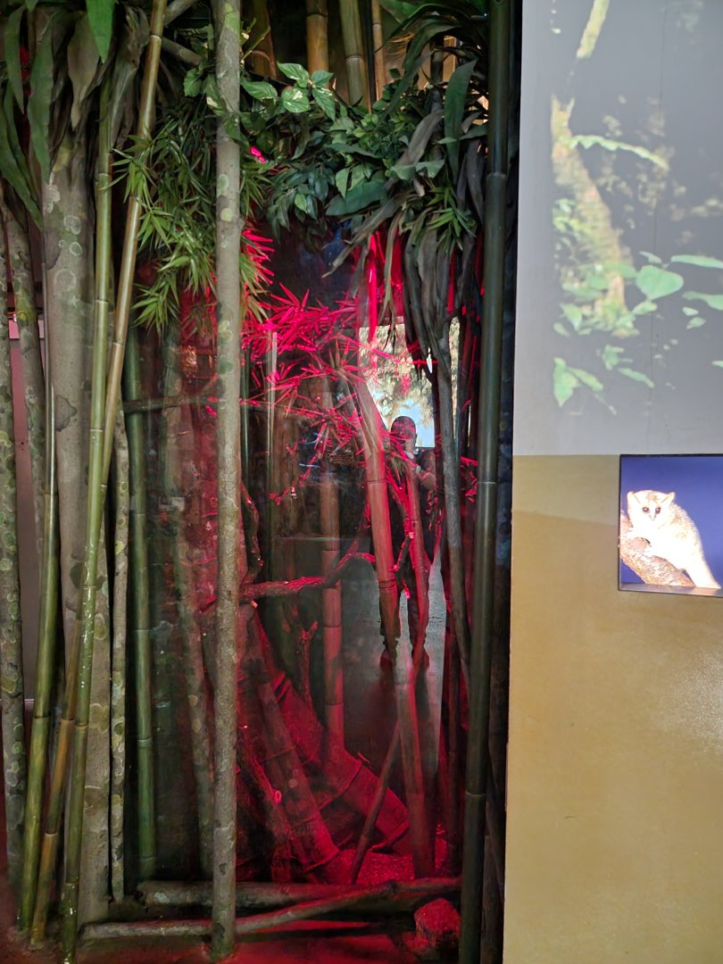 Bronx - Madagascar - Grey mouse lemur (didn't see)