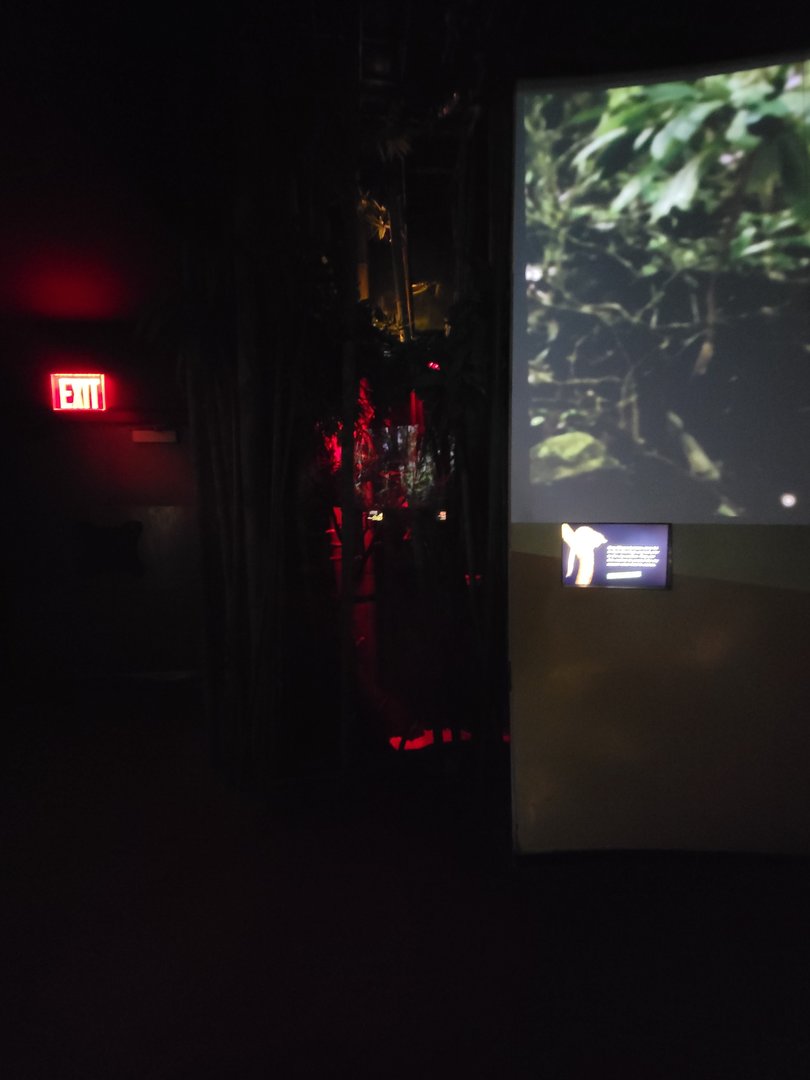 Bronx - Madagascar, grey mouse lemur exhibit