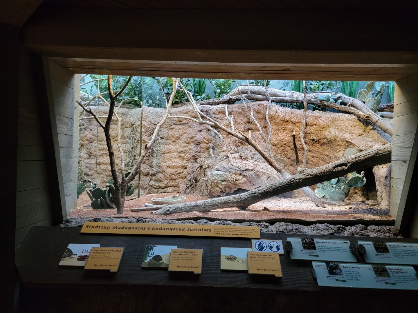 Bronx - Madagascar - Herps