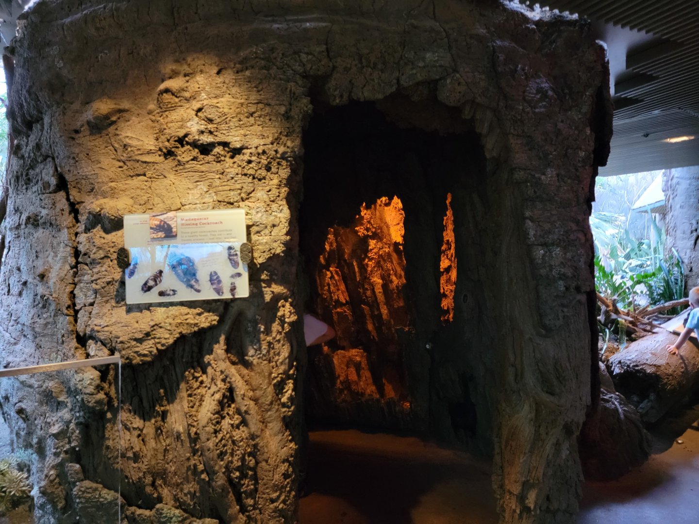 Bronx - Madagascar - Hissing cockroaches