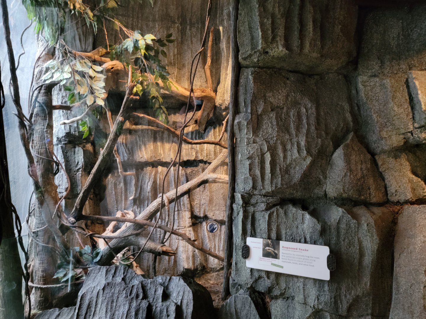 Bronx - Madagascar - Hognosed snake