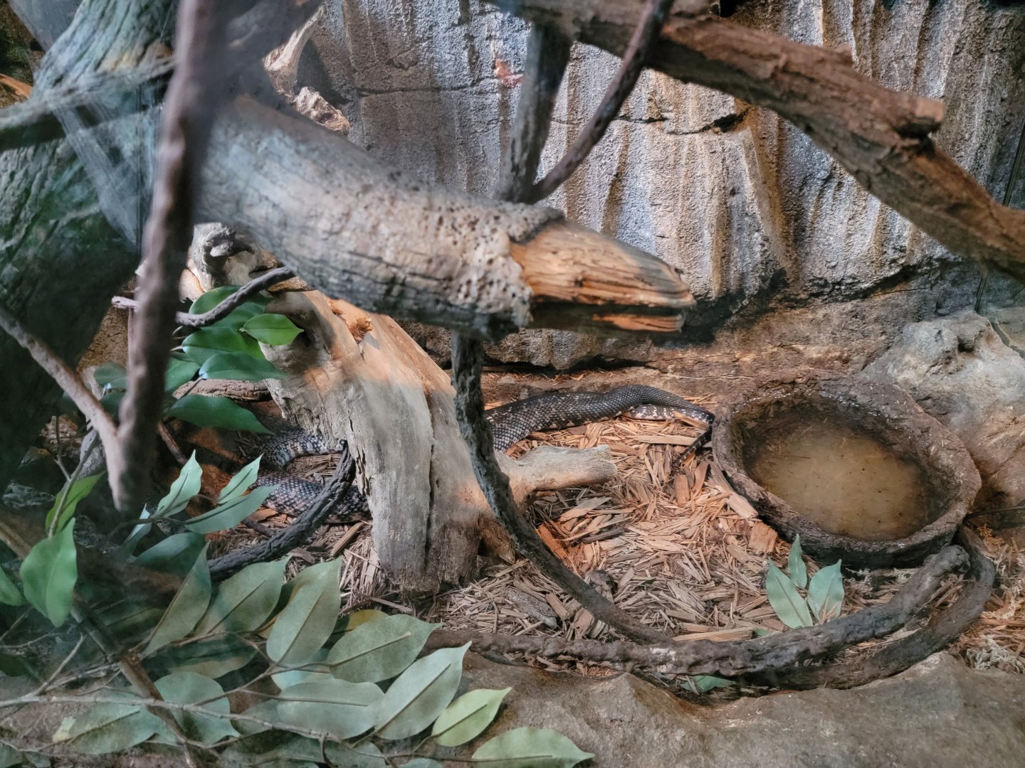 Bronx - Madagascar - Hognosed snake