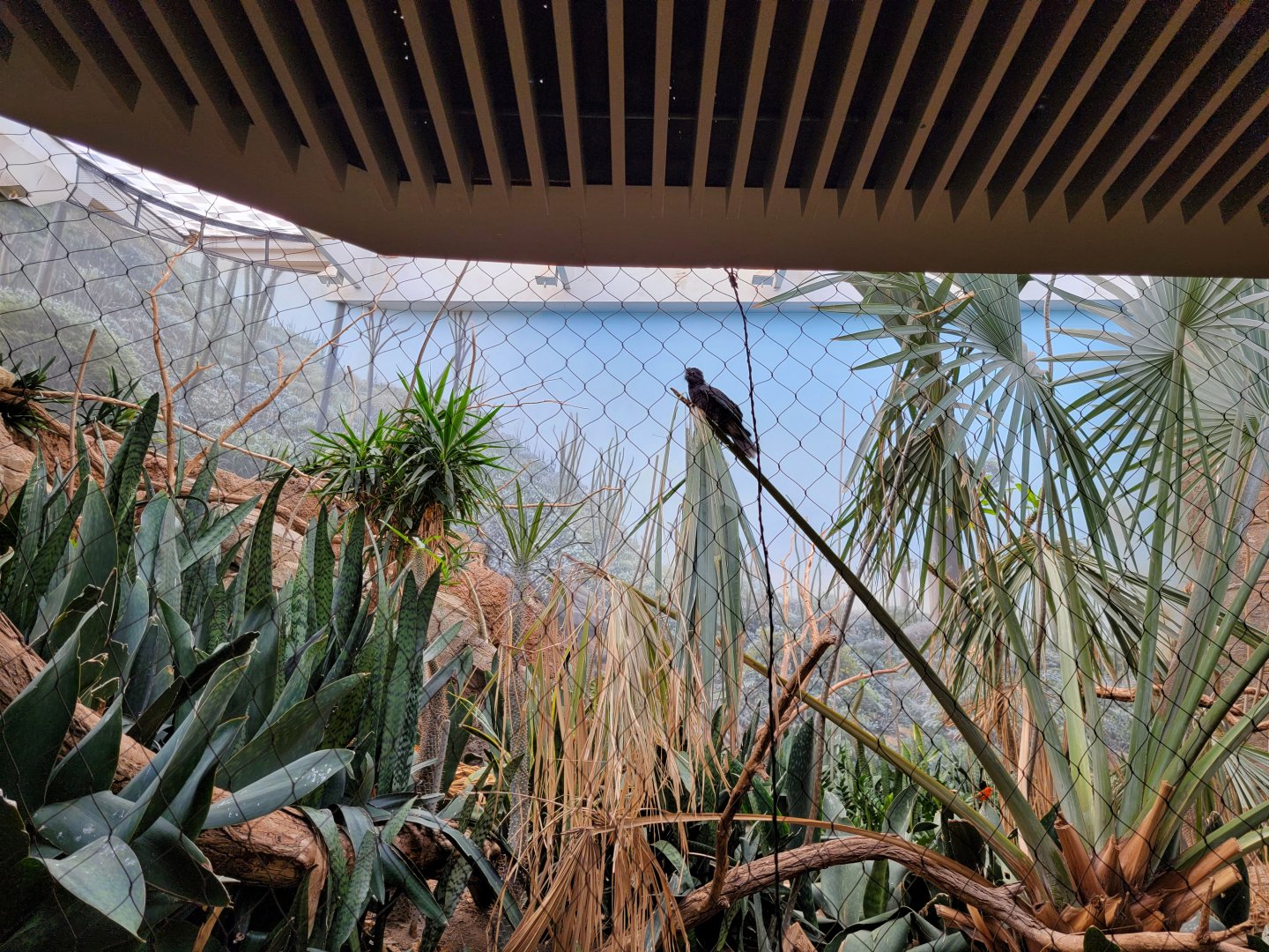 Bronx - Madagascar - Lesser vasa parrot, red fody