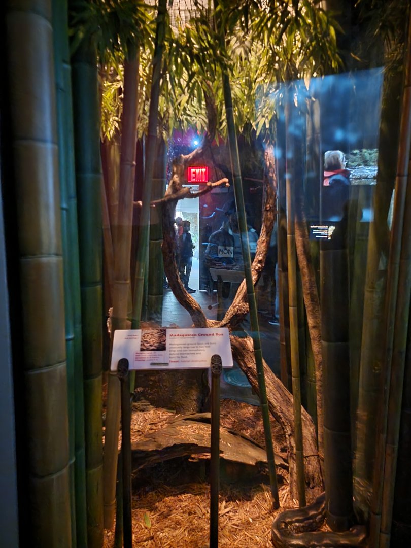 Bronx - Madagascar - Madagascar ground boa