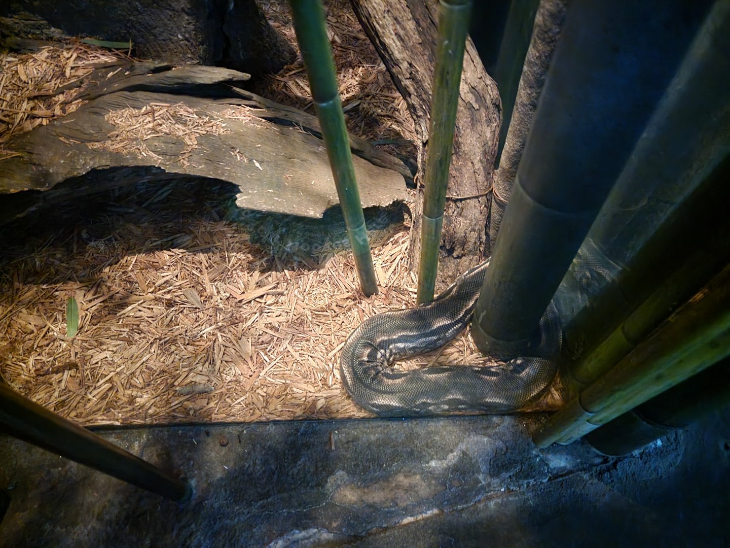 Bronx - Madagascar - Madagascar ground boa