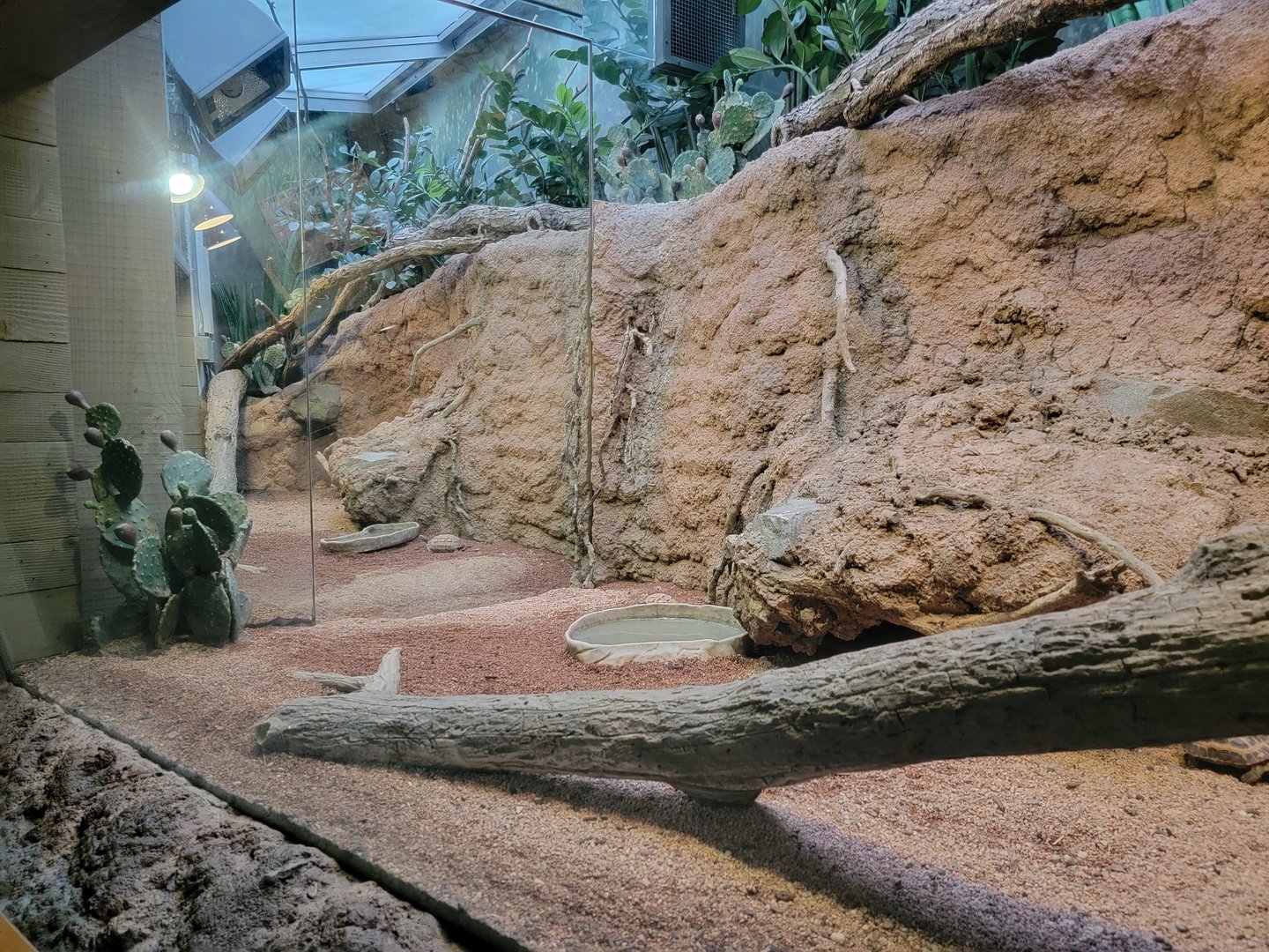 Bronx - Madagascar, mirrors used to make exhibits look bigger. Radiated tortoise, spider tortoise, spiny iguana, four-lined plated lizard