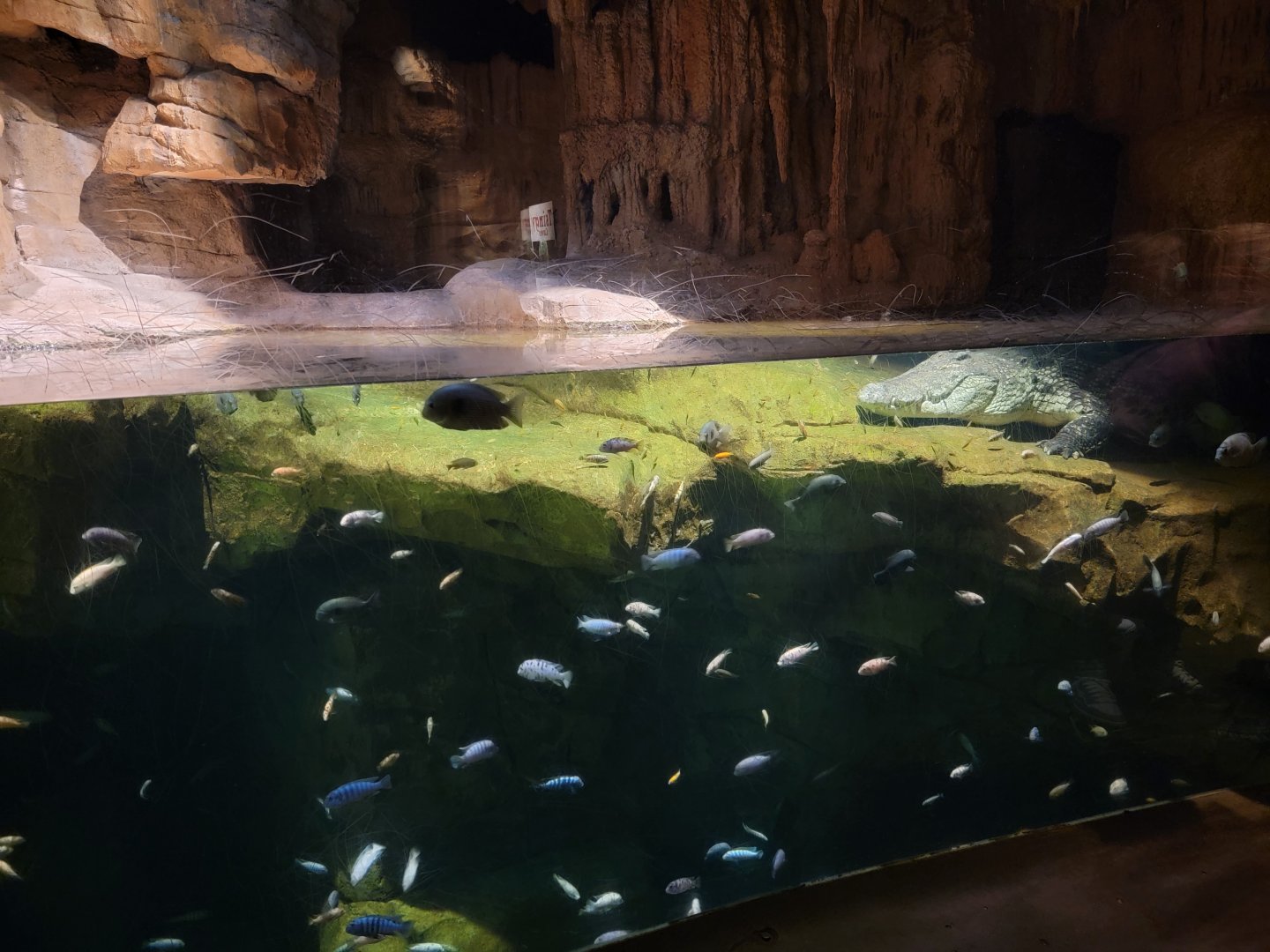 Bronx - Madagascar - Nile crocodile and fishes