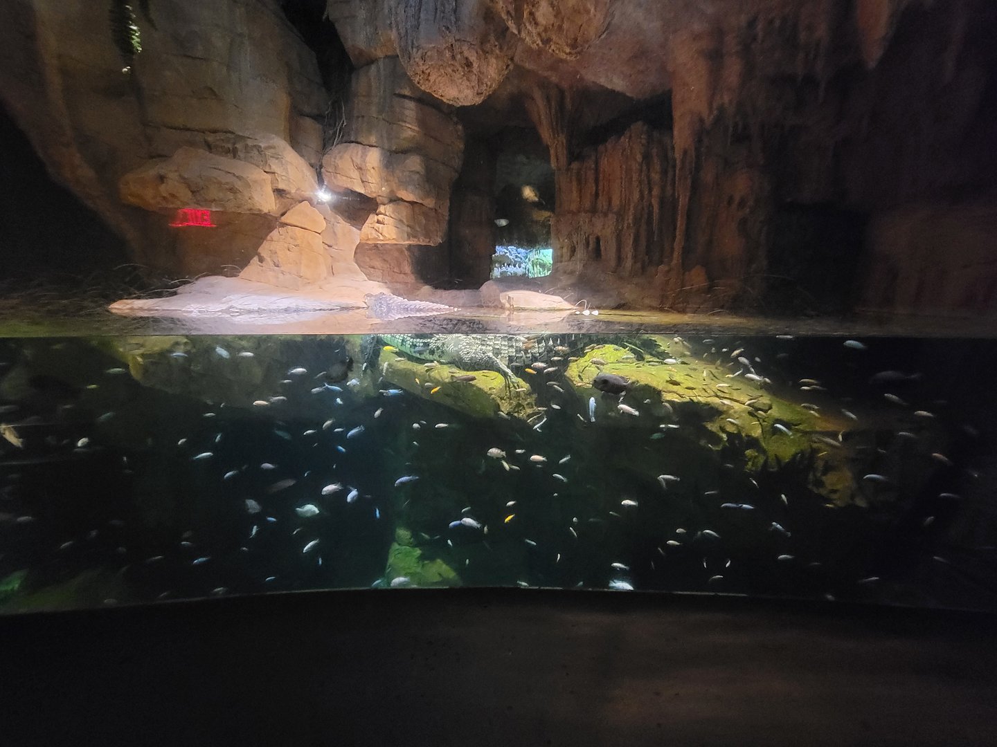 Bronx - Madagascar, Nile crocodile and fishes