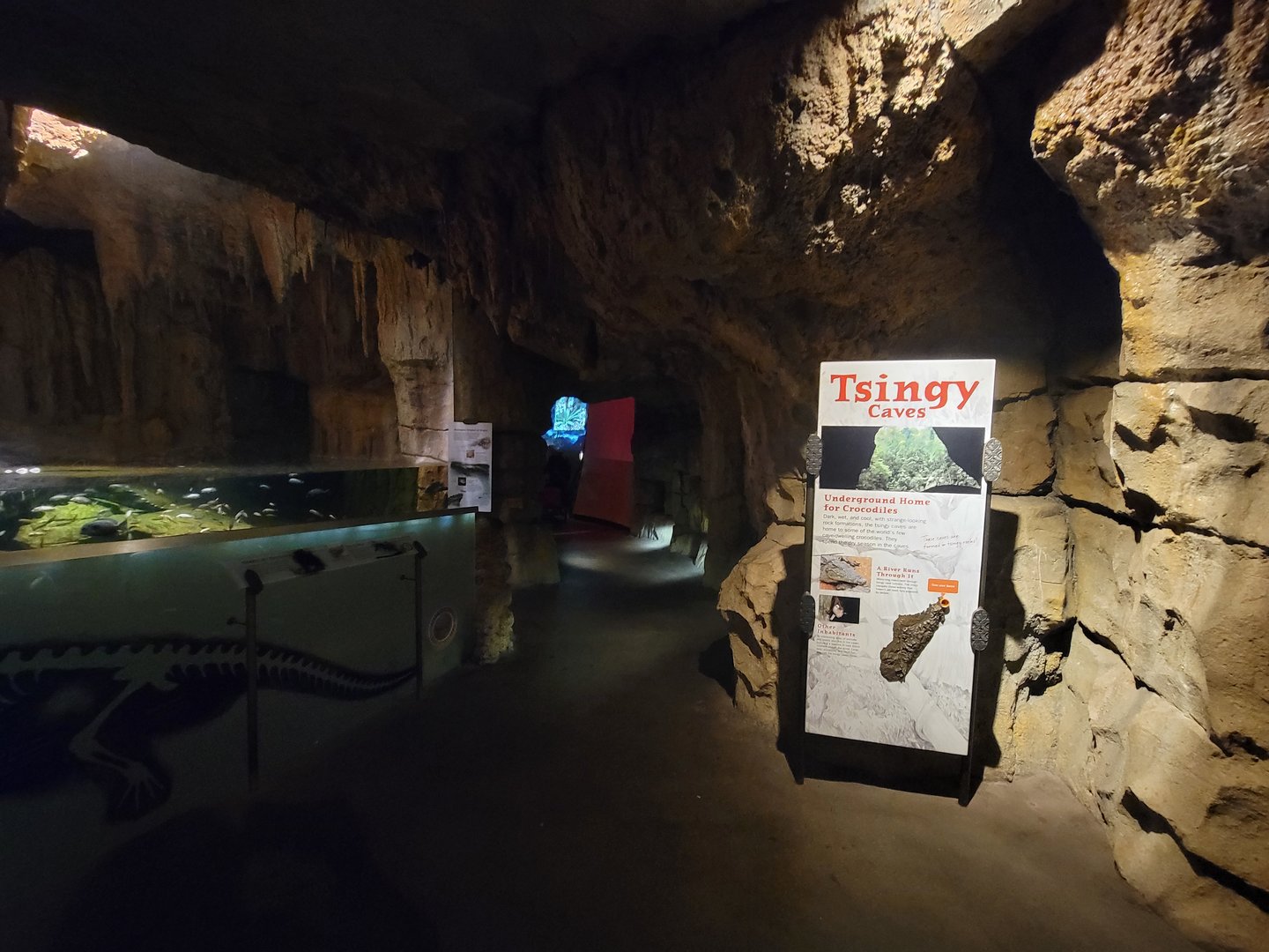 Bronx - Madagascar, Nile crocodile