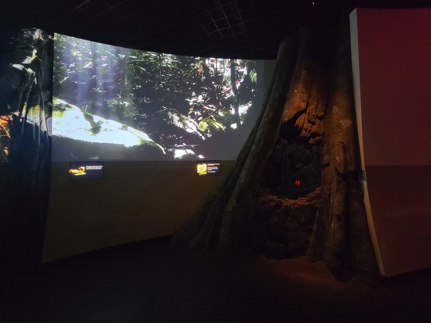 Bronx - Madagascar, nocturnal room