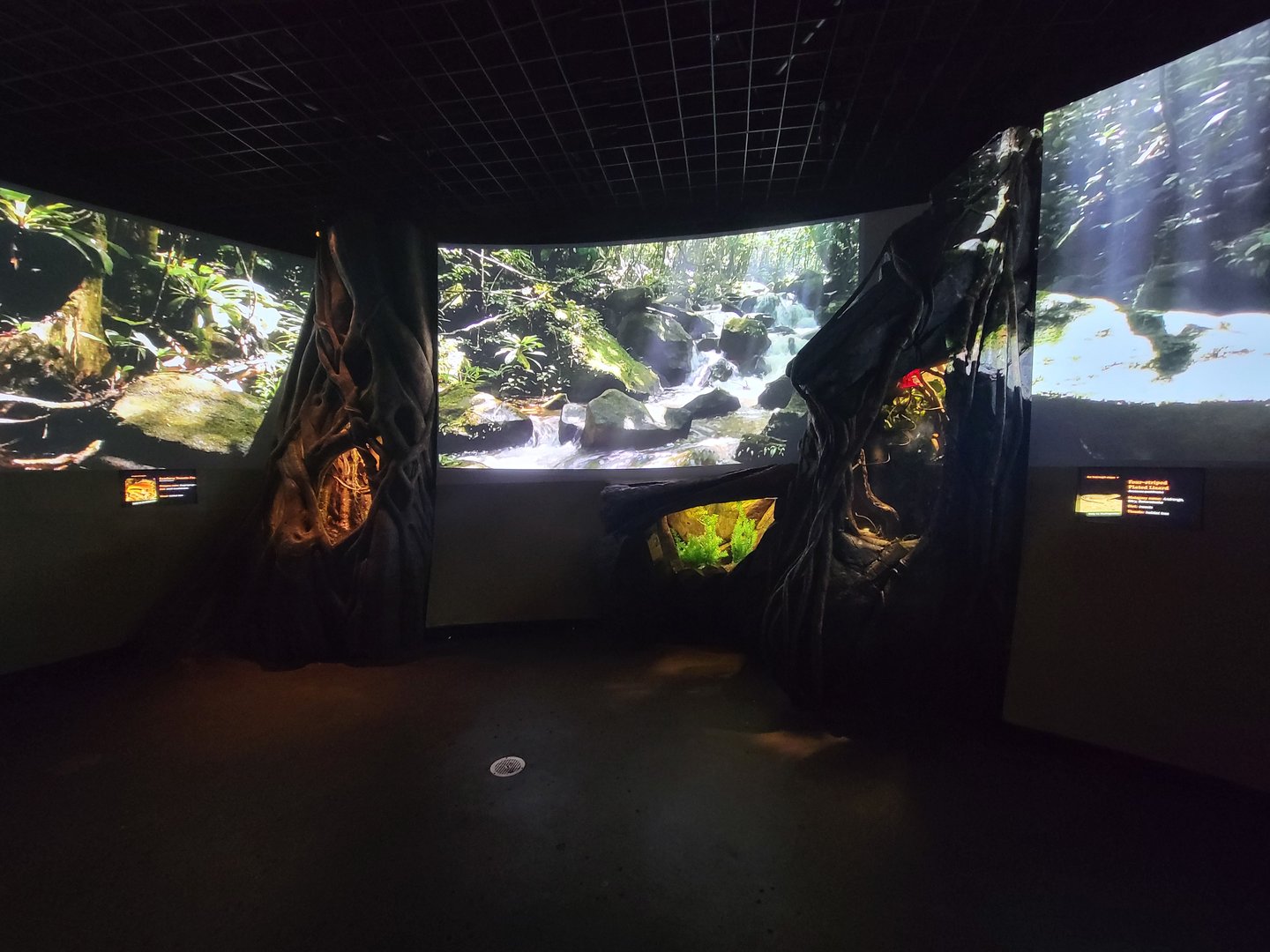 Bronx - Madagascar, nocturnal room