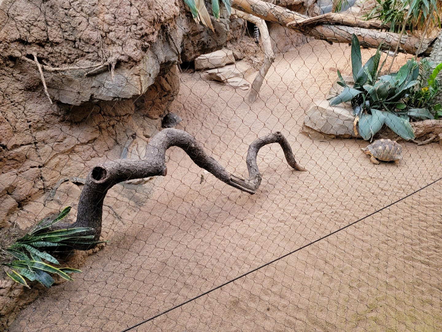 Bronx - Madagascar - Radiated tortoises