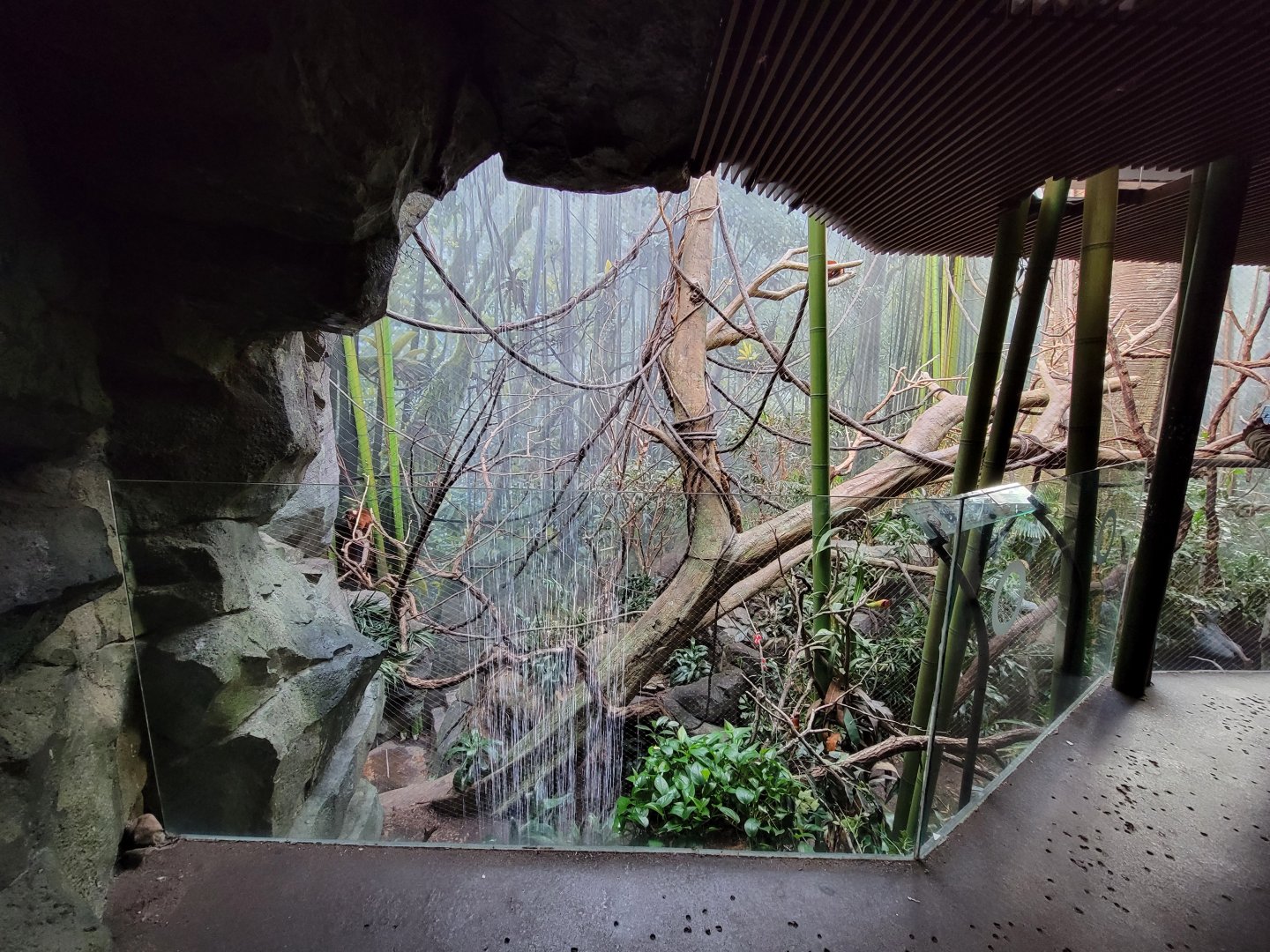 Bronx - Madagascar - Red ruffed lemurs