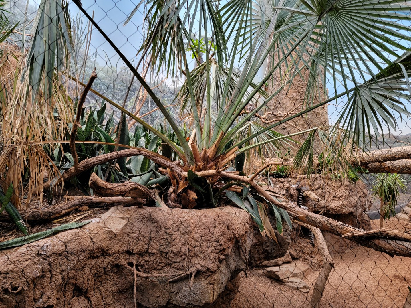 Bronx - Madagascar - Ring-tailed lemurs, red fody