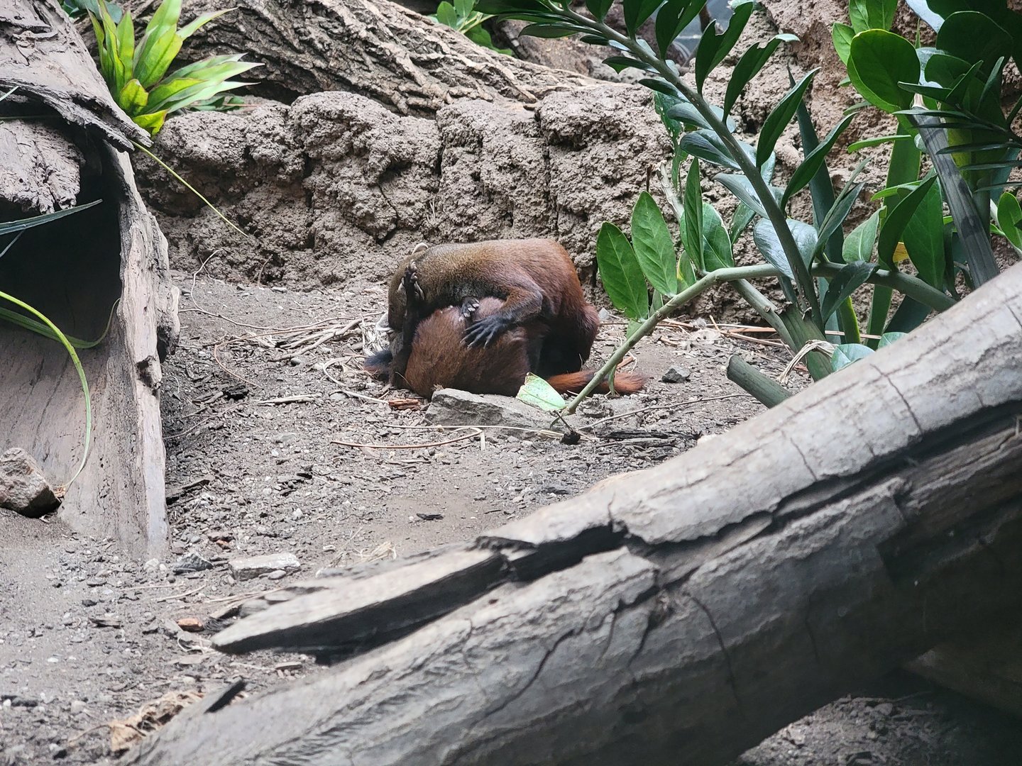 Bronx - Madagascar, ring-tailed vontsira playing
