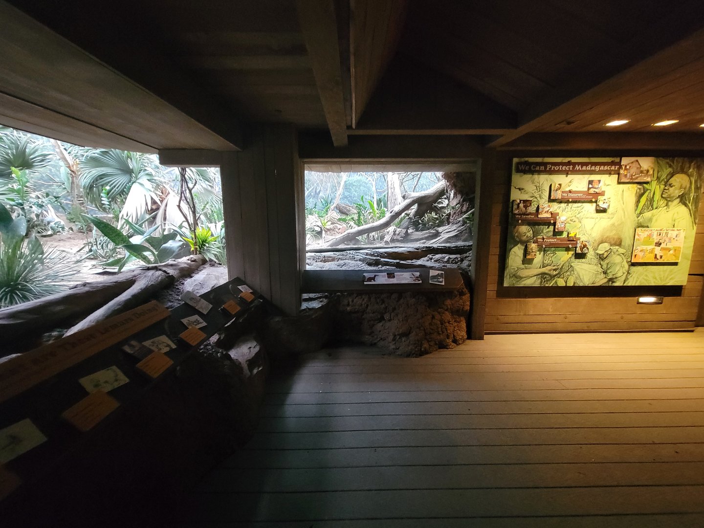 Bronx - Madagascar, Spiny Forest end on left, ring-tailed vontsira in front