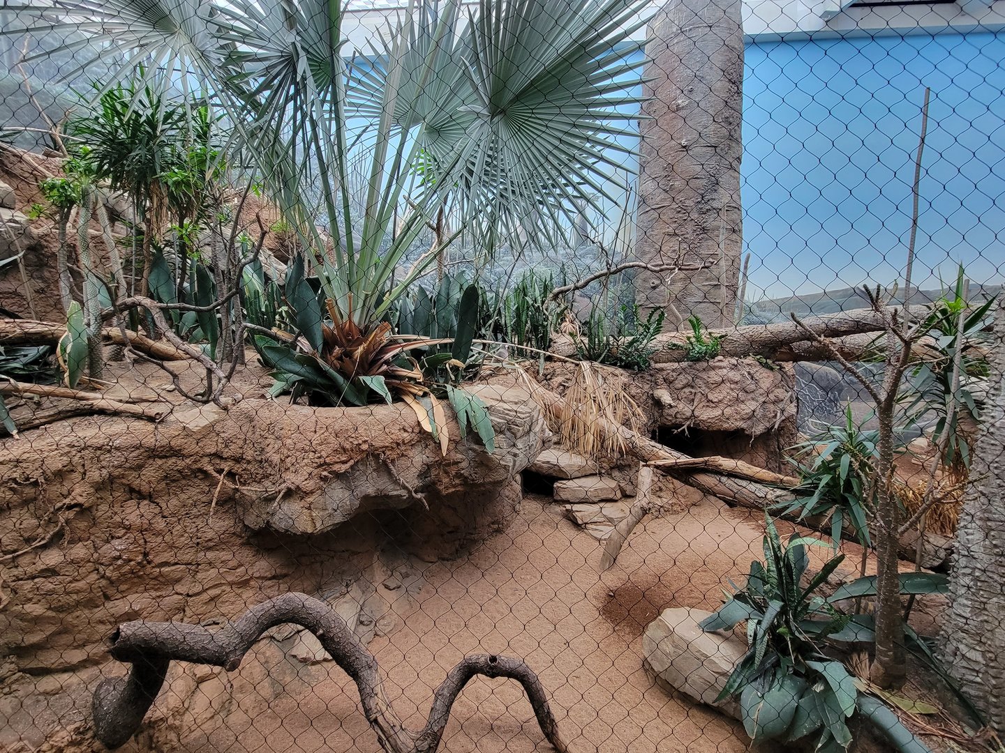 Bronx - Madagascar, Spiny Forest