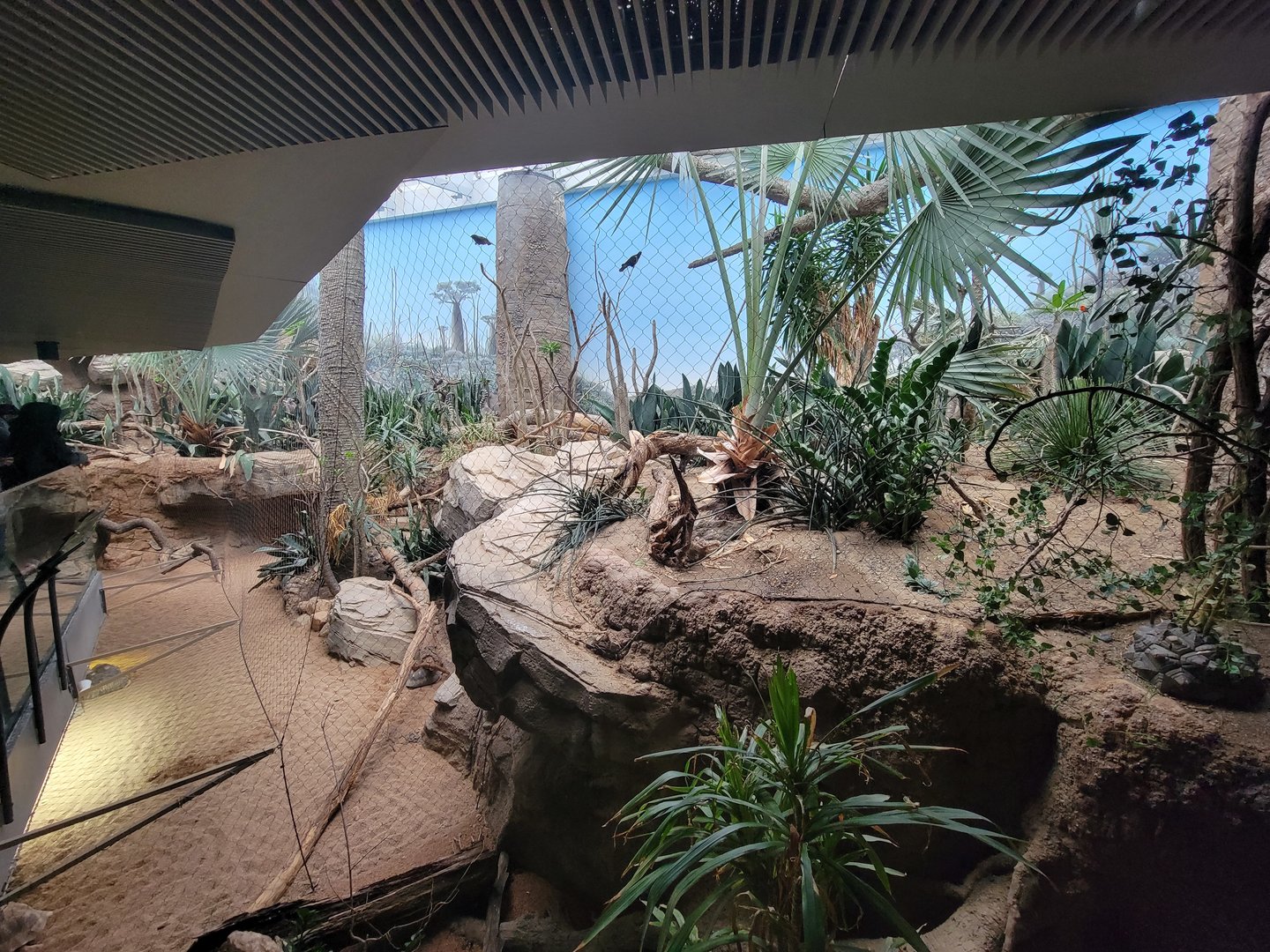 Bronx - Madagascar, Spiny Forest