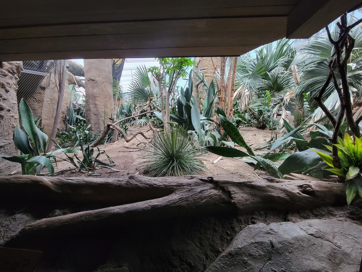 Bronx - Madagascar, Spiny Forest