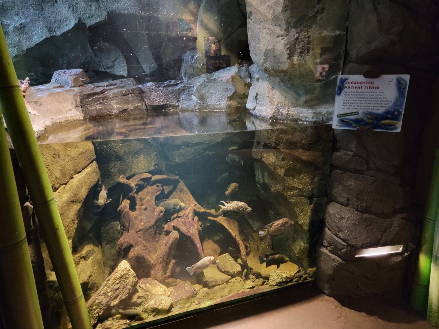 Bronx - Madagascar - Unsigned "ancient fishes"