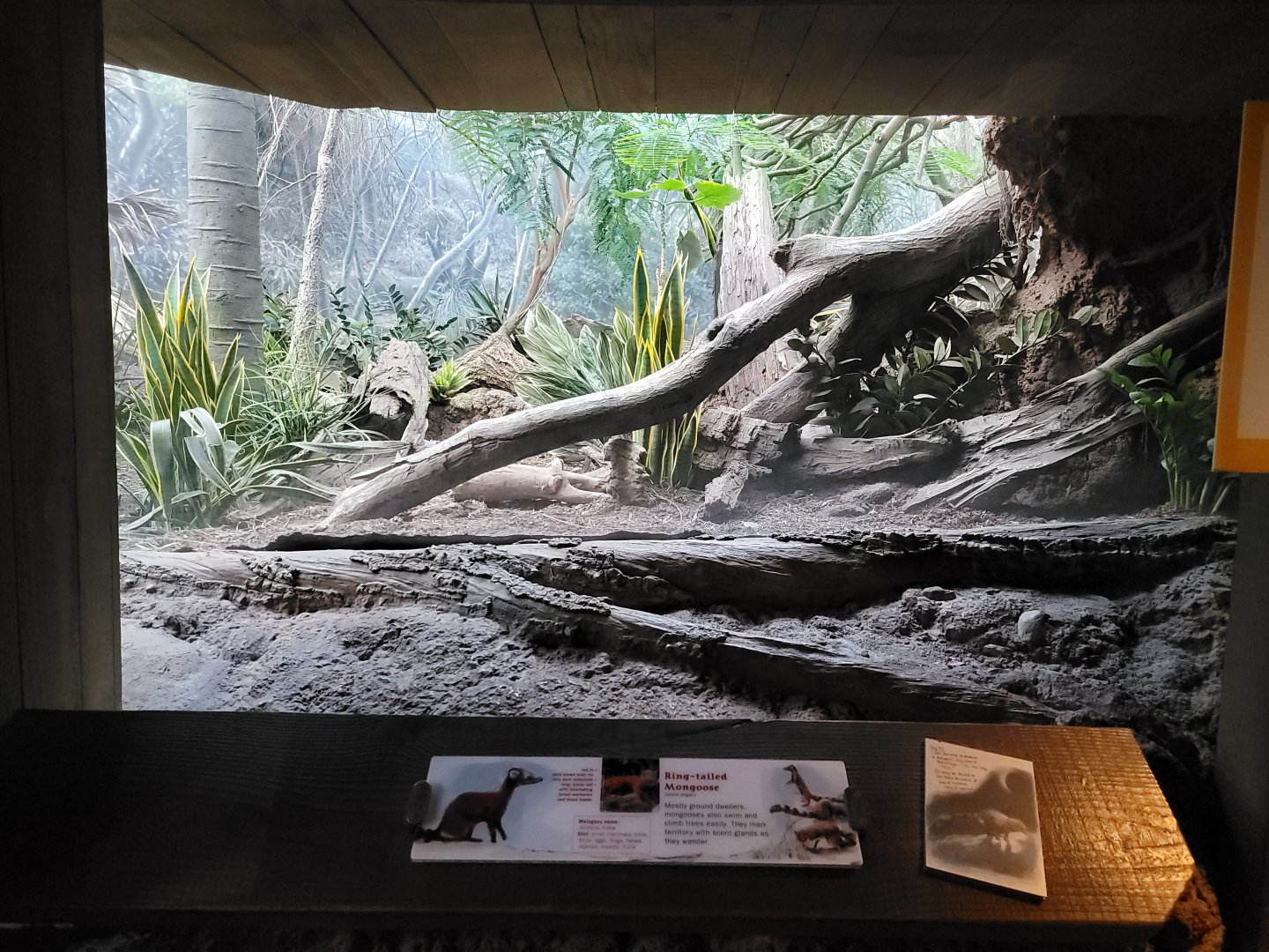 Bronx - Madagascar - Vontsira