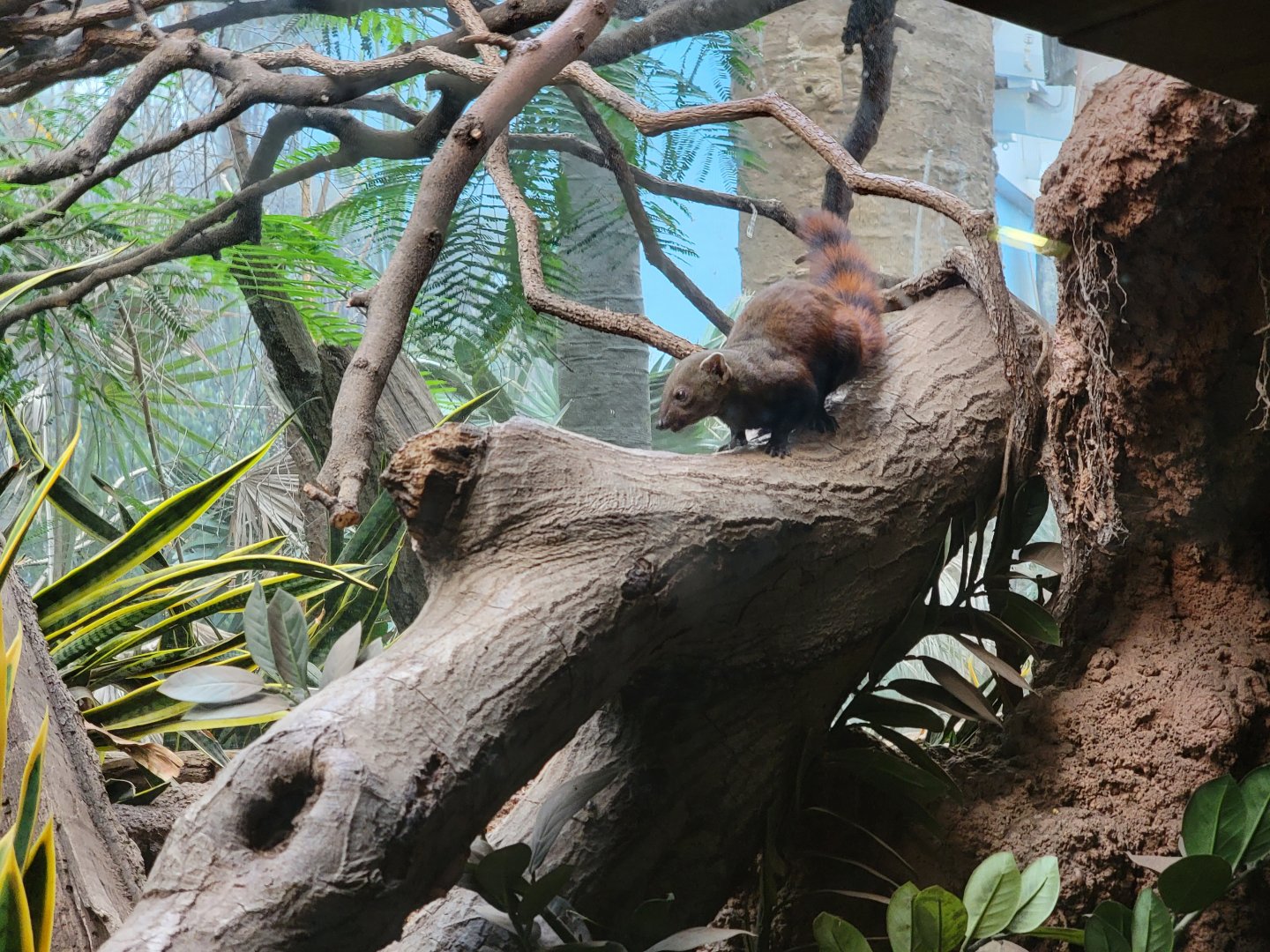 Bronx - Madagascar - Vontsira