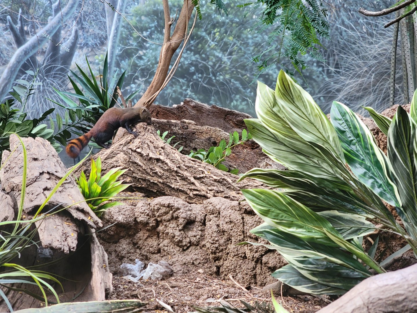 Bronx - Madagascar - Vontsira