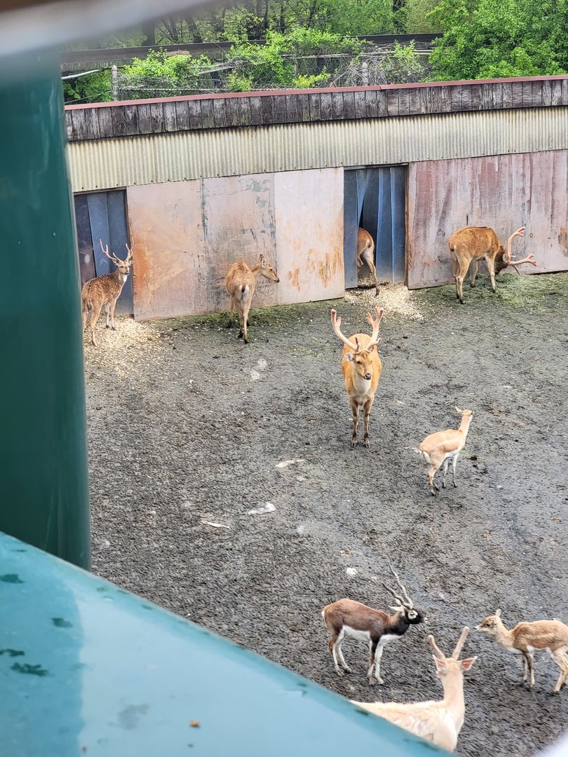 Bronx - Monorail, Barasingha, Chital, and blackbuck