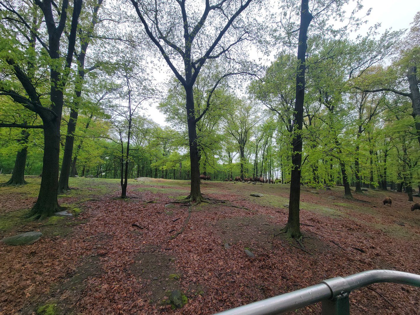 Bronx - Monorail, Gaur herd