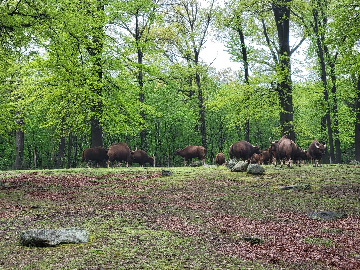 Bronx - Monorail, Gaur herd