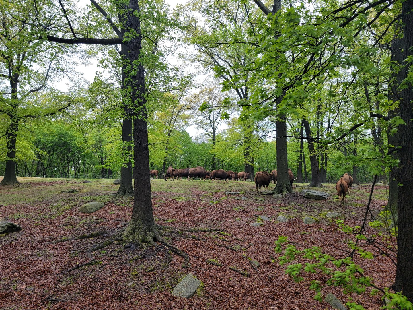 Bronx - Monorail, Gaur herd