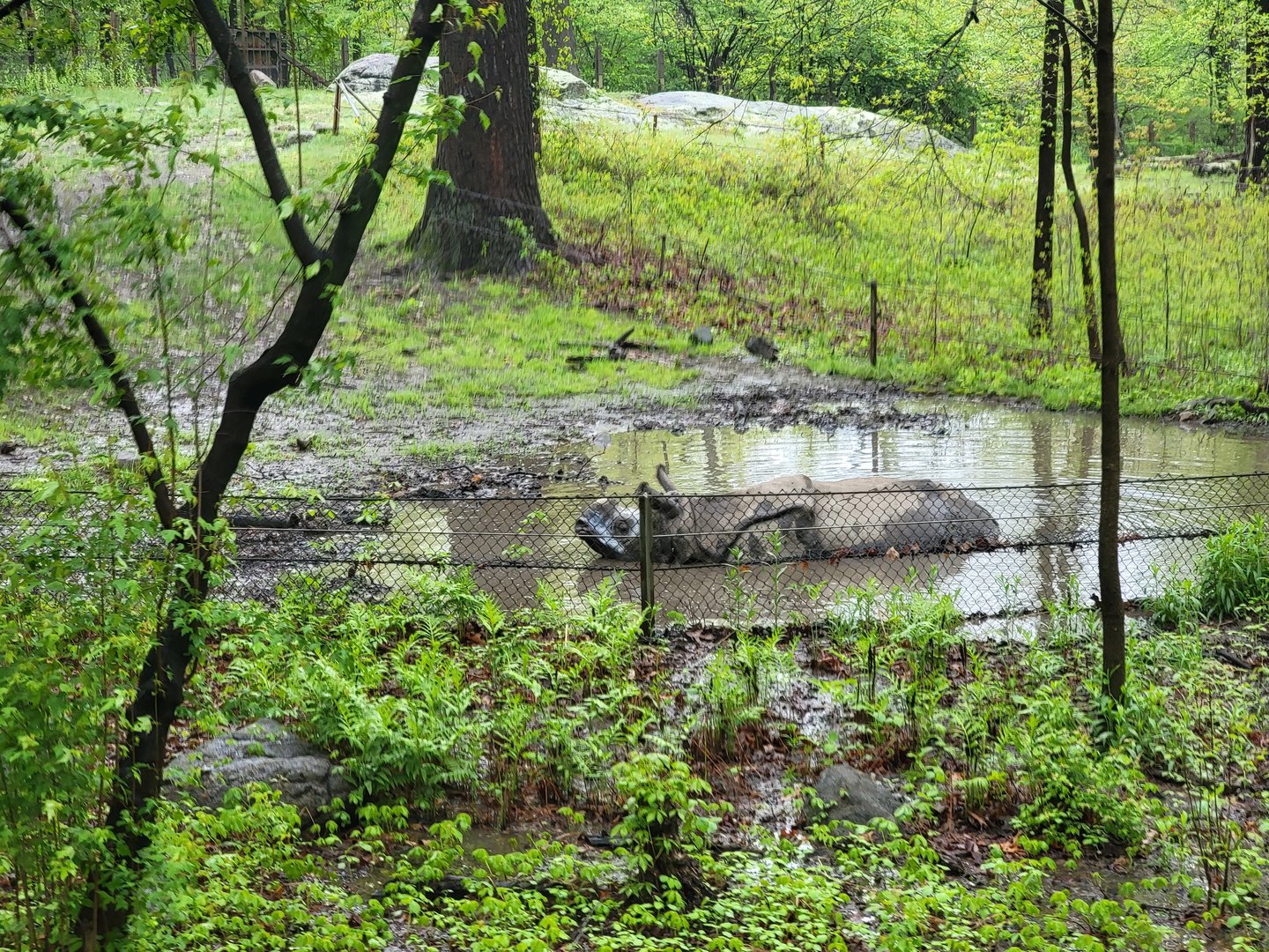 Bronx - Monorail, Indian rhino