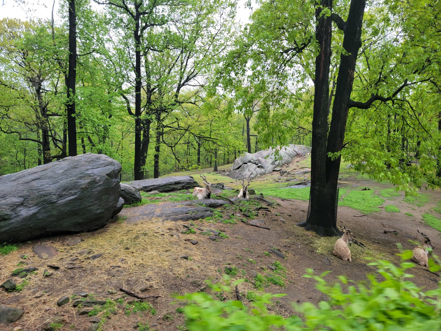 Bronx - Monorail, Markhor and Himalayan tahr