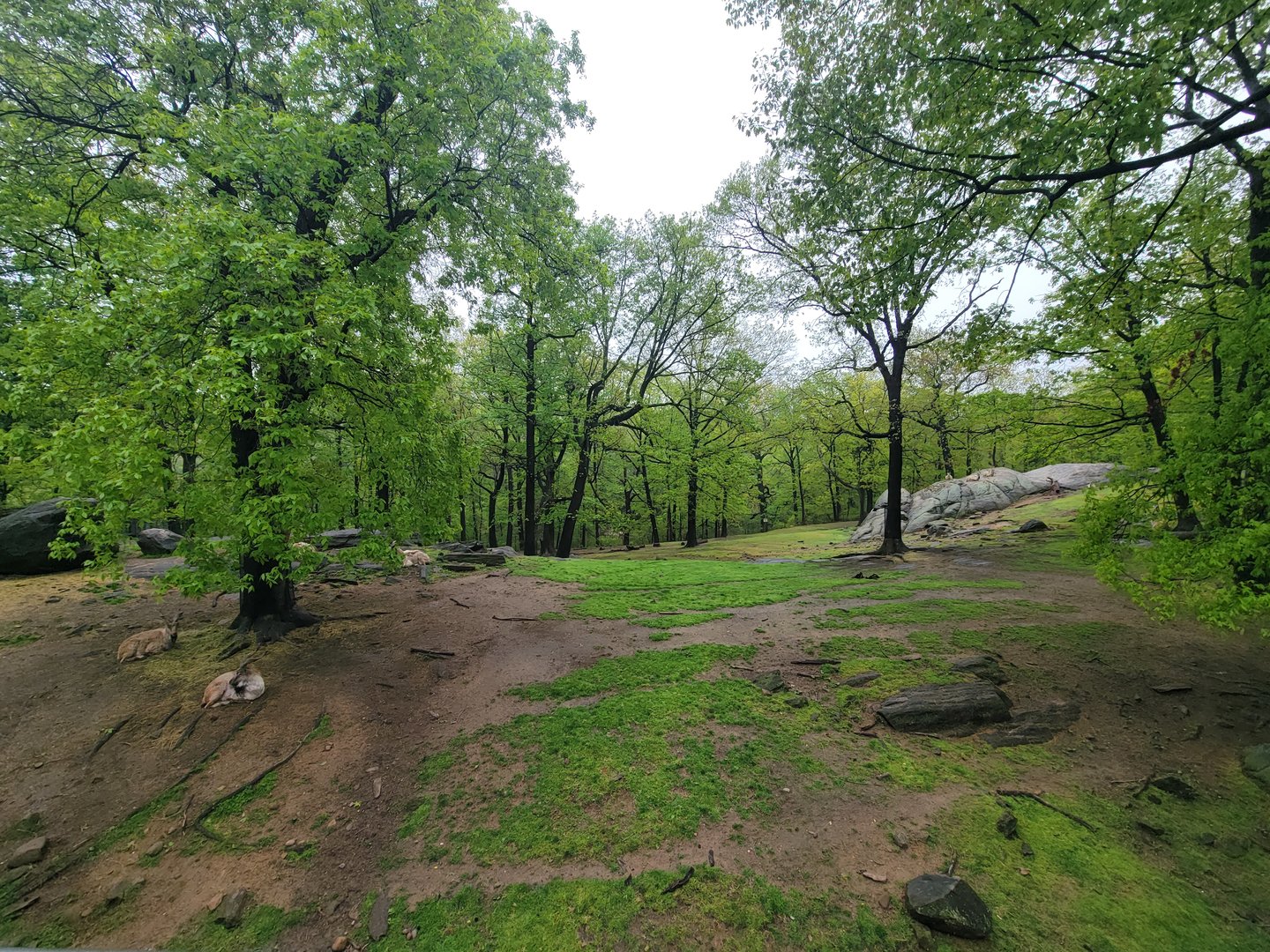 Bronx - Monorail, Markhor and Himalayan tahr