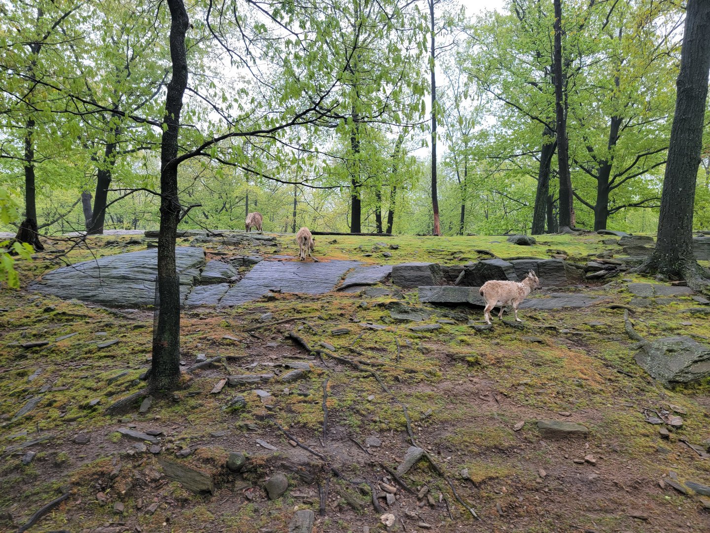 Bronx - Monorail, Markhor and Himalayan tahr